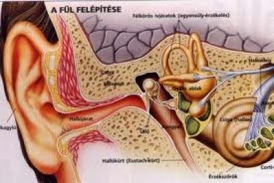 Dr. Beh Mária Fül-orr-gégész Székesfehérvár