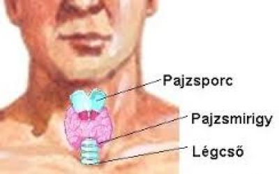Dr. Kiss László Endokrinológus, belgyógyász